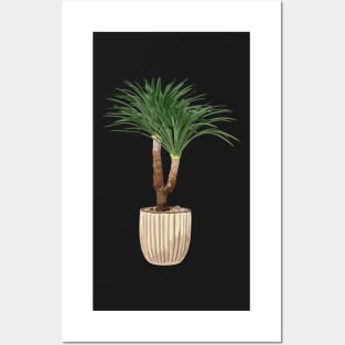 Dracaena plant Posters and Art